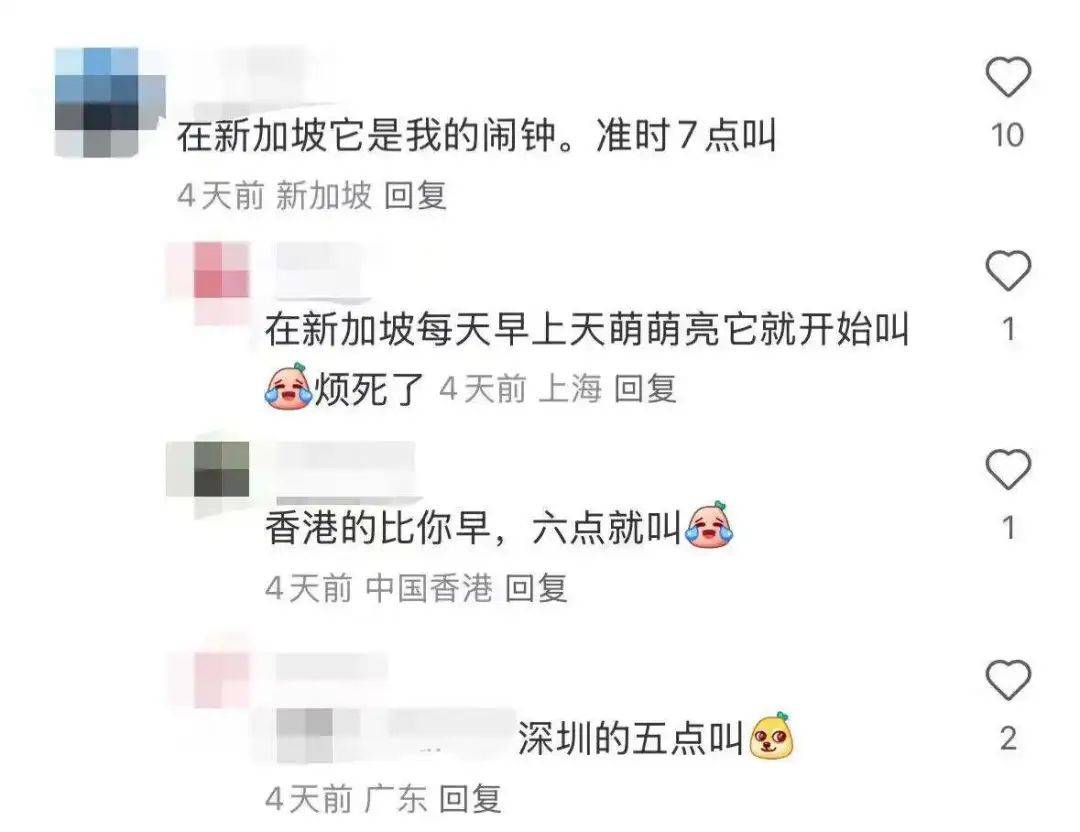 “周末想睡个懒觉都不行”<strong></p>
<p>国际原油新闻</strong>，有多少深圳人被这种鸟吵到神经衰弱