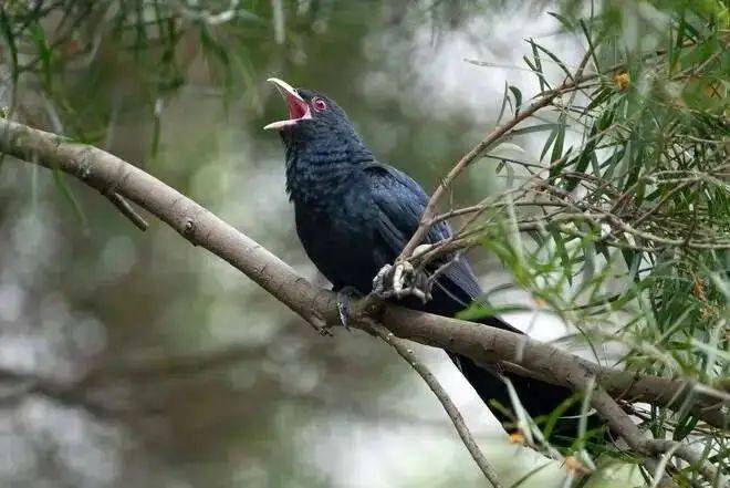 “周末想睡个懒觉都不行”<strong></p>
<p>国际原油新闻</strong>，有多少深圳人被这种鸟吵到神经衰弱