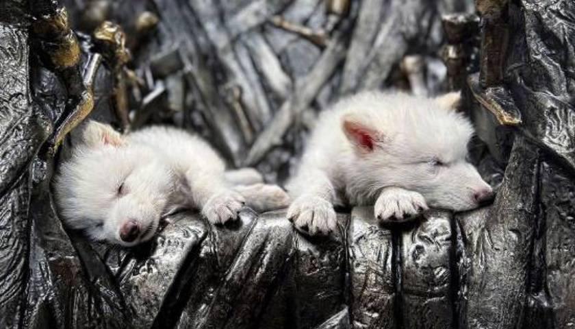 《权力的游戏》中的冰原狼被这家公司复活<strong></p>
<p>原油桃</strong>，马斯克发帖关注