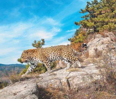 销声匿迹已有30年<strong></p>
<p>现货原油开户</strong>，华北豹正逐渐接近北京——