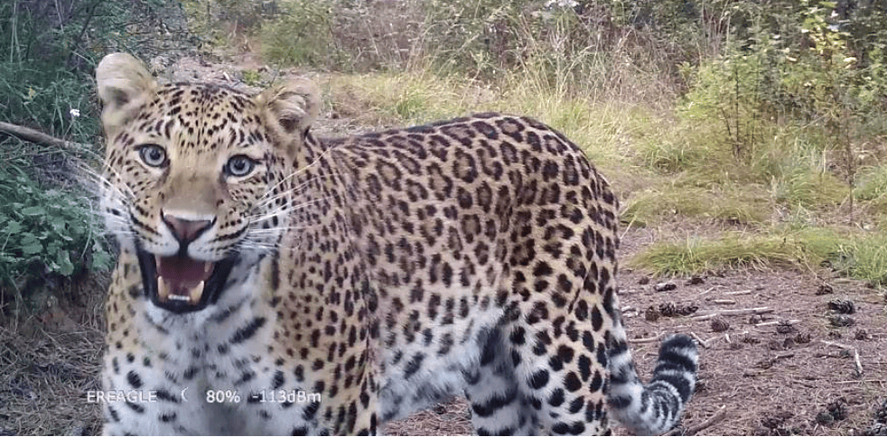 销声匿迹已有30年<strong></p>
<p>现货原油开户</strong>，华北豹正逐渐接近北京——