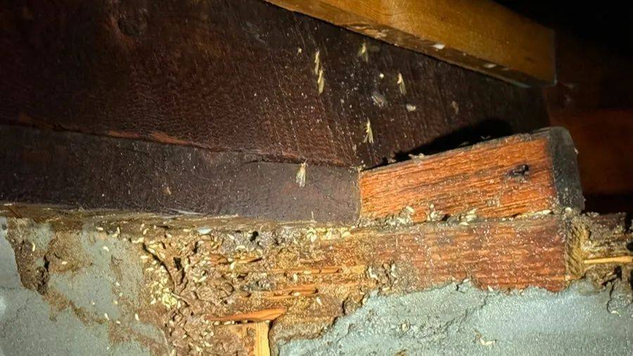 紧急提醒：瞬间爆发！上海市民崩溃：密密麻麻<strong></p>
<p>原油期货门槛</strong>，蠕蠕爬行...“梧桐区”已开始战斗，白蚁或提前分飞