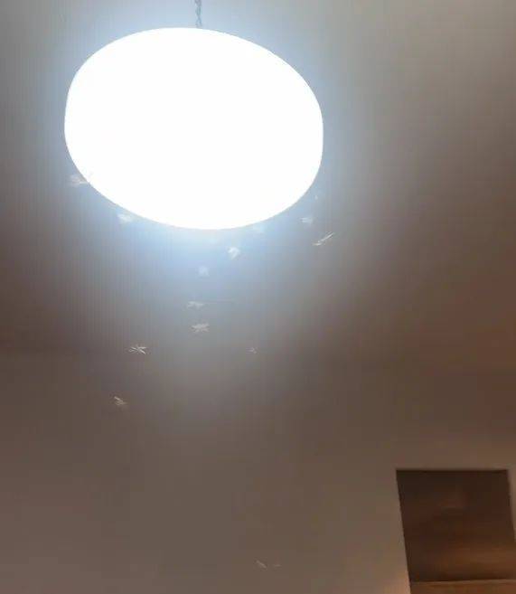 紧急提醒：瞬间爆发！上海市民崩溃：密密麻麻<strong></p>
<p>原油期货门槛</strong>，蠕蠕爬行...“梧桐区”已开始战斗，白蚁或提前分飞