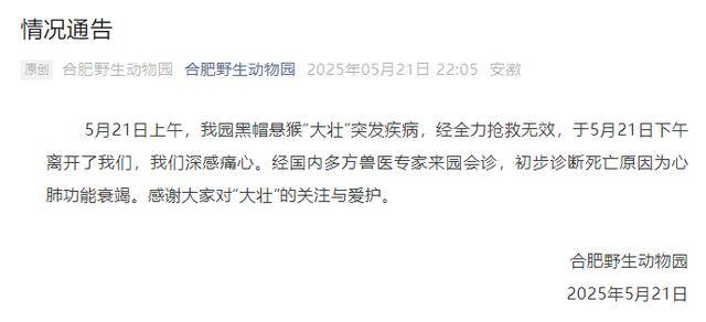 网红猴“大壮”突然离世<strong></p>
<p>康原油</strong>！曾因方脸“丑”出圈