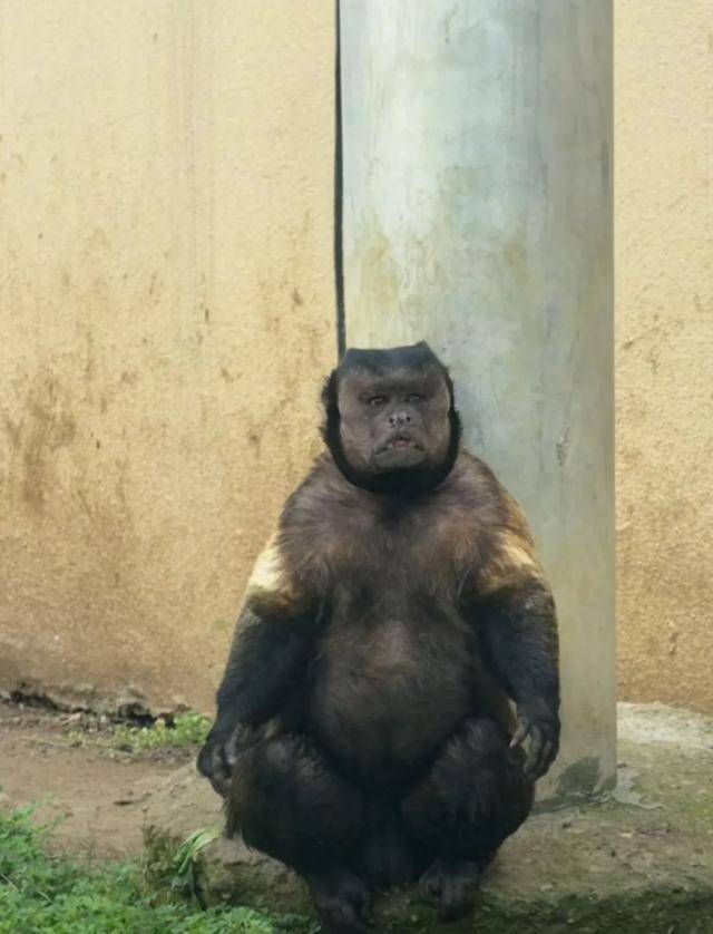 网红猴“大壮”突然离世<strong></p>
<p>康原油</strong>！曾因方脸“丑”出圈