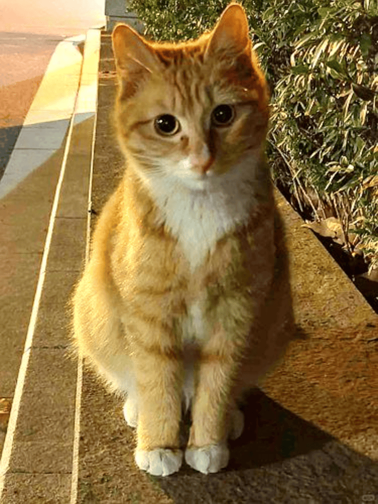 南京大学校庆日“校猫”被钢珠打碎头骨？校保卫处：看了一夜监控<strong></p>
<p>康原油</strong>，暂未锁定嫌疑人