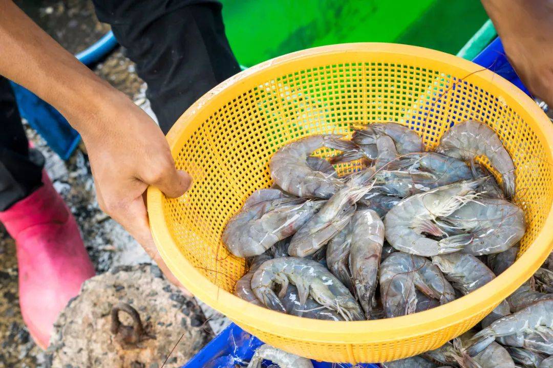 养殖虾都是吃抗生素、激素长大的<strong></p>
<p>康原油</strong>，真的不建议吃？