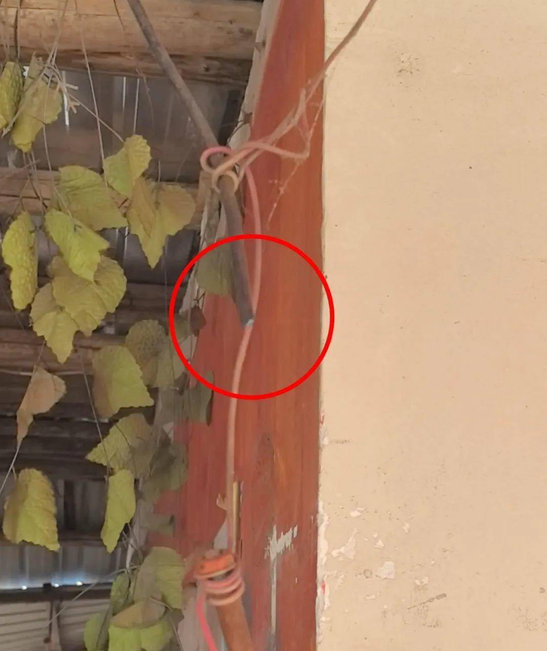 侄女与姑姑争祖父留下的门面<strong></p>
<p>原油最新走势</strong>，长沙租客“躺枪”：我被打了，店也被锁了！