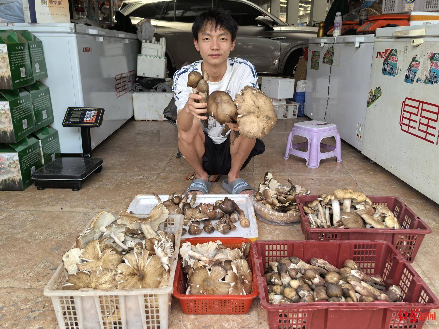 “天价”鸡枞调查：最贵卖到1800元/公斤！雨水少致产量低<strong></p>
<p>国际原油行情实时行情</strong>，多地价高客少