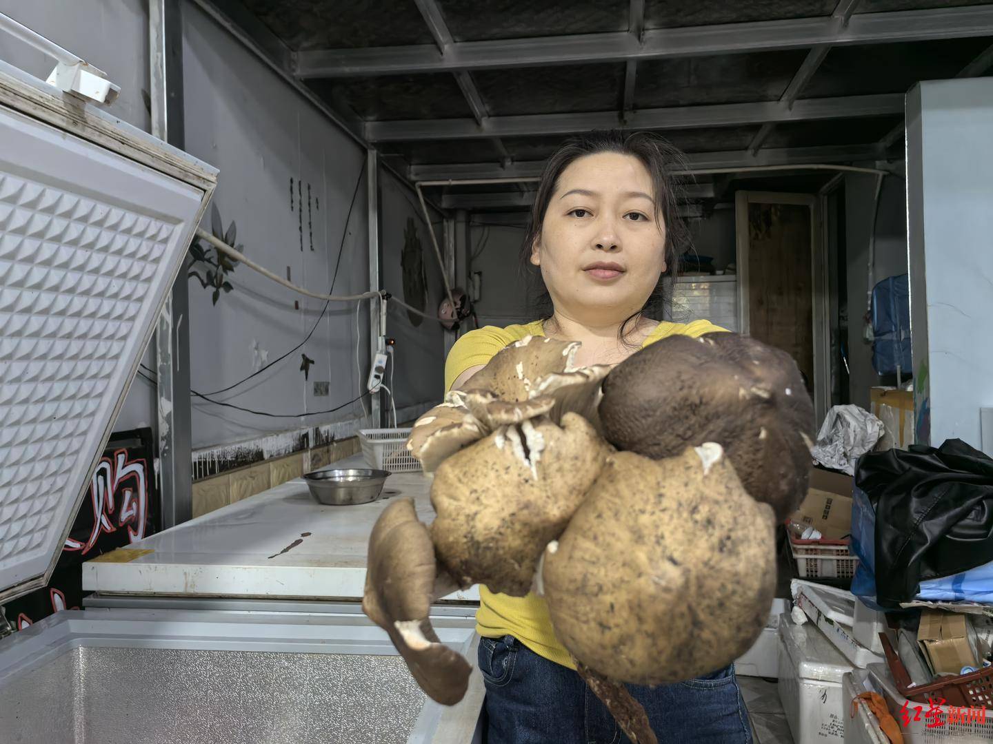 “天价”鸡枞调查：最贵卖到1800元/公斤！雨水少致产量低<strong></p>
<p>国际原油行情实时行情</strong>，多地价高客少