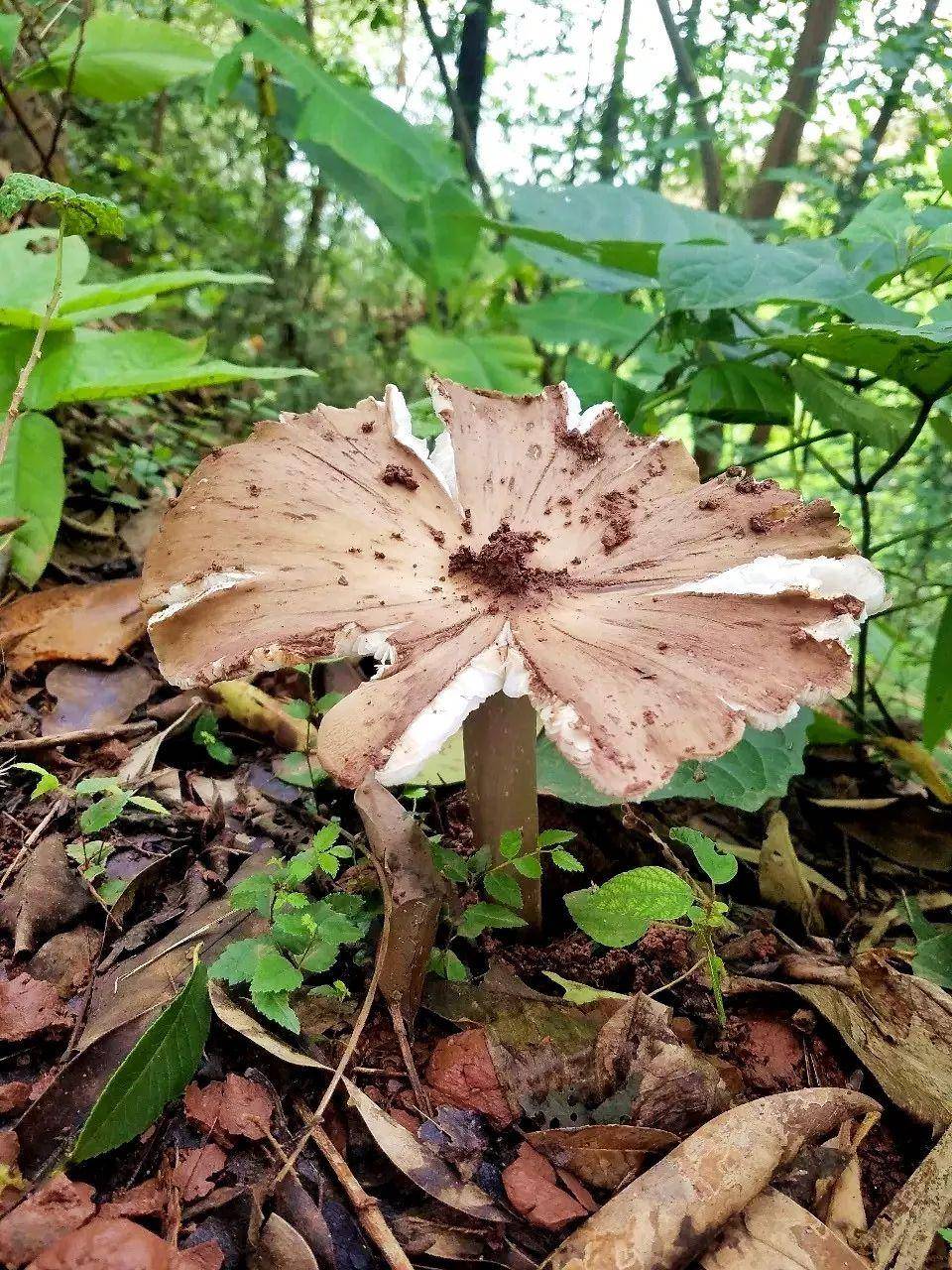 “天价”鸡枞调查：最贵卖到1800元/公斤！雨水少致产量低<strong></p>
<p>国际原油行情实时行情</strong>，多地价高客少