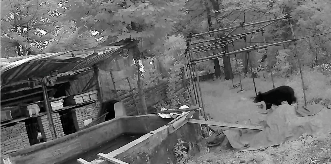 熟练得让人惊讶！四川一黑熊连续3年进村偷蜂蜜<strong></p>
<p>国际原油行情实时行情</strong>，藏哪都找得到