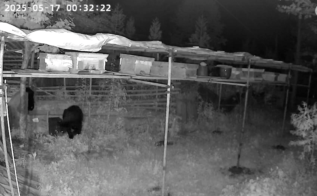 熟练得让人惊讶！四川一黑熊连续3年进村偷蜂蜜<strong></p>
<p>国际原油行情实时行情</strong>，藏哪都找得到