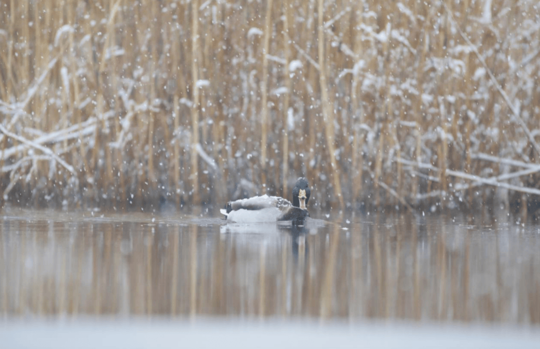 张瑜：我们所居住的北京<strong></p>
<p>国际原油价格今日</strong>，是亲近自然的最佳场所