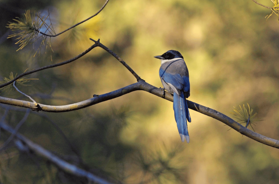 张瑜：我们所居住的北京<strong></p>
<p>国际原油价格今日</strong>，是亲近自然的最佳场所