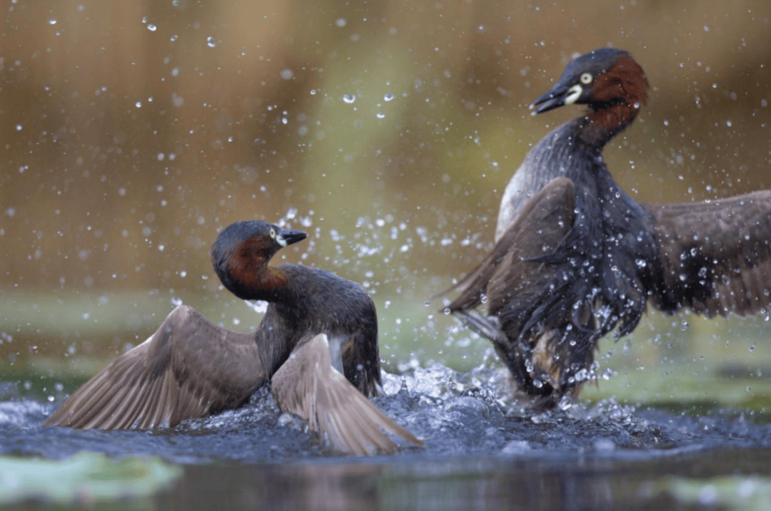 张瑜：我们所居住的北京<strong></p>
<p>国际原油价格今日</strong>，是亲近自然的最佳场所