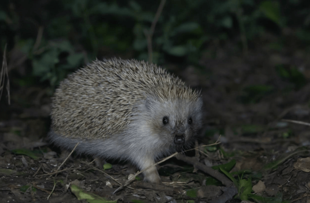 张瑜：我们所居住的北京<strong></p>
<p>国际原油价格今日</strong>，是亲近自然的最佳场所