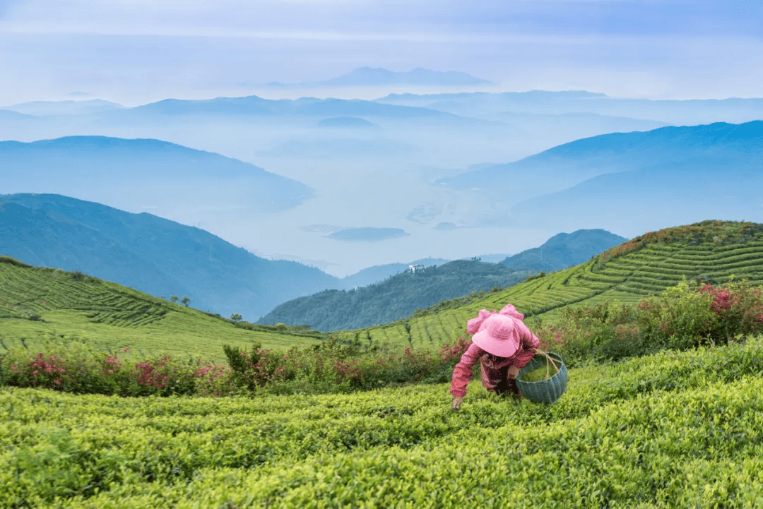 全球农业文化遗产上新<strong></p>
<p>原油招聘</strong>，为何是它们？