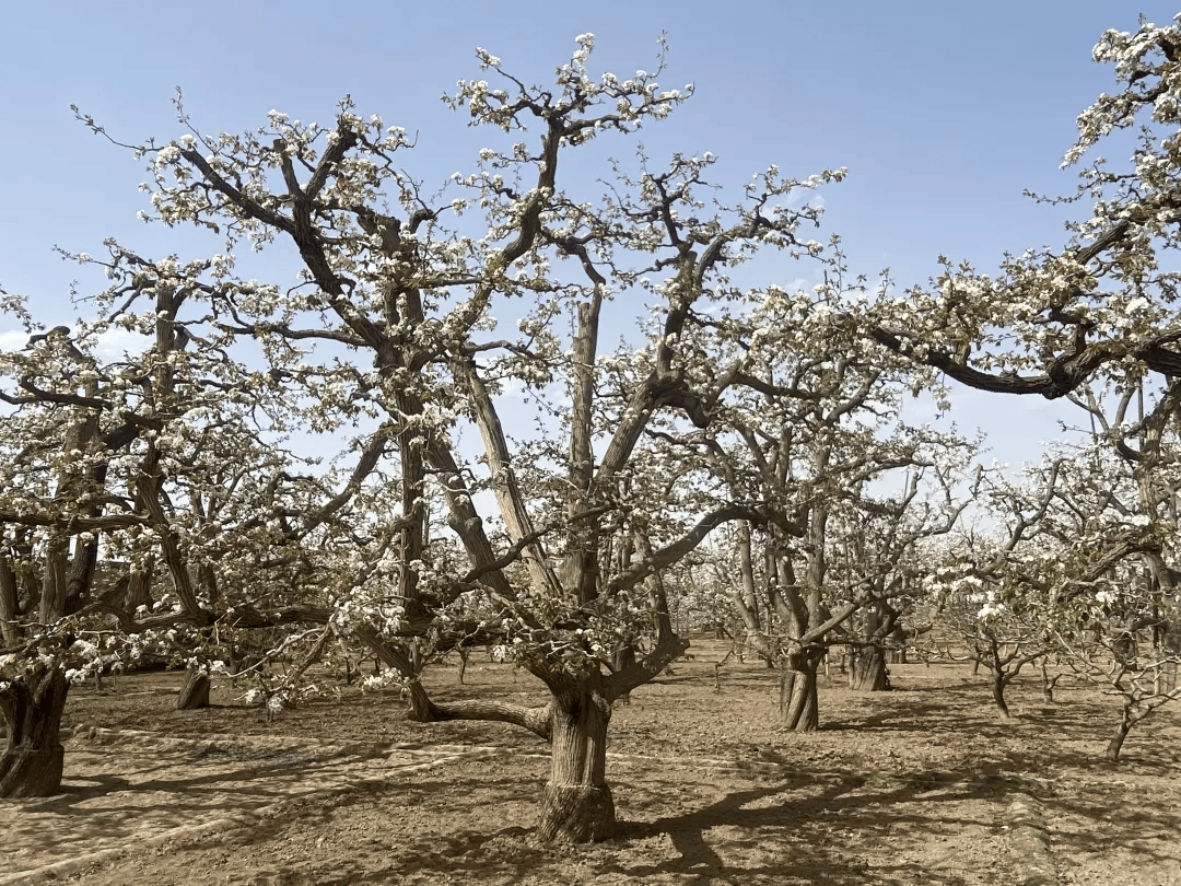 全球农业文化遗产上新<strong></p>
<p>原油招聘</strong>，为何是它们？