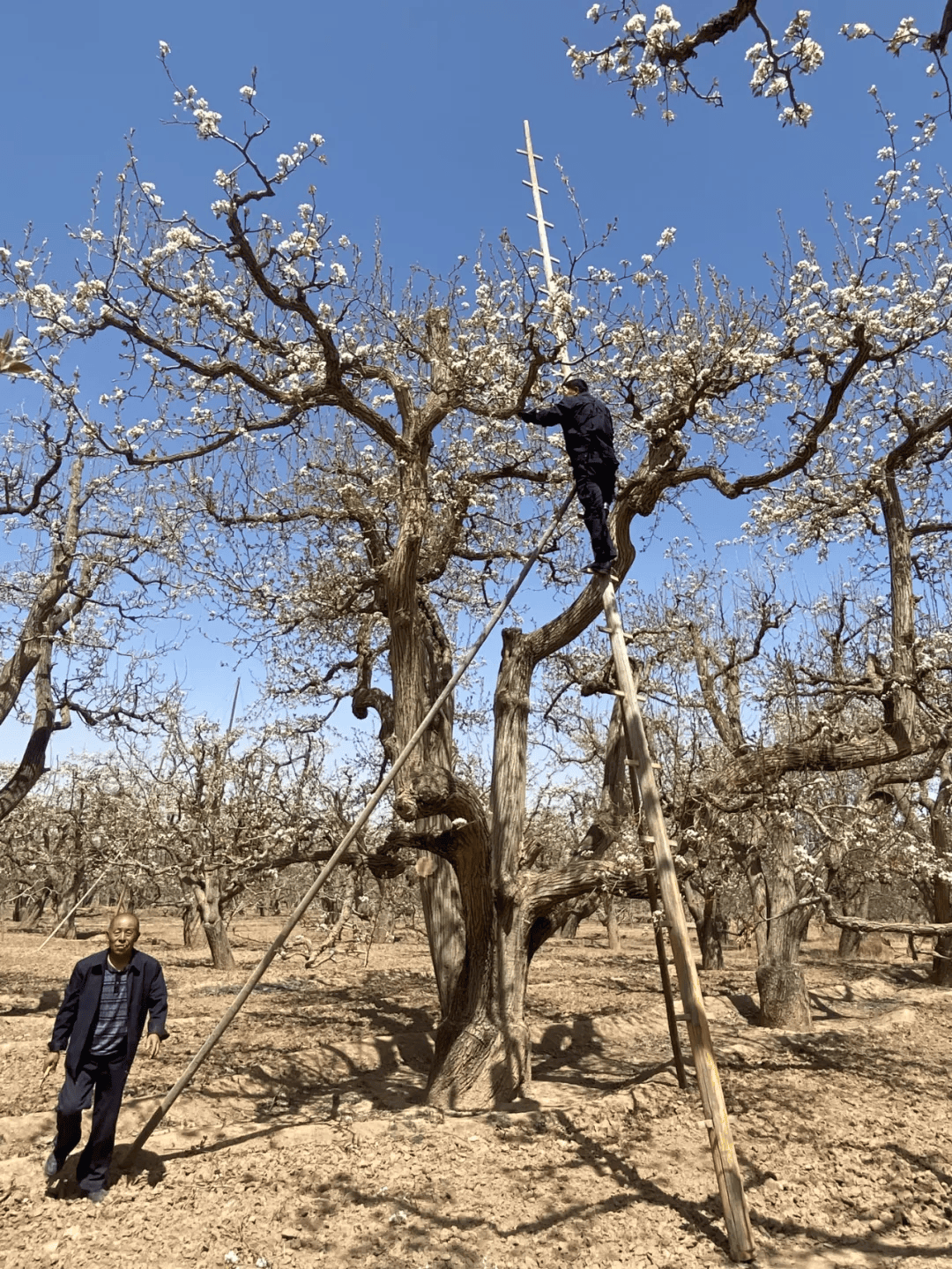 全球农业文化遗产上新<strong></p>
<p>原油招聘</strong>，为何是它们？