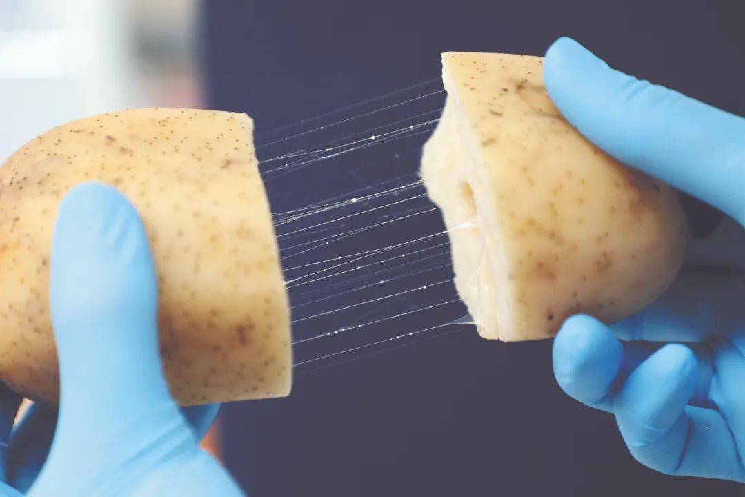 新突破！广州科研团队用莲藕接骨“塑肉身”，冻豆腐、枸杞、油柑都在研究之列