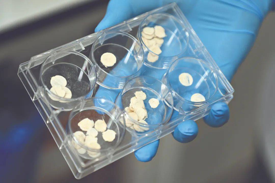 新突破！广州科研团队用莲藕接骨“塑肉身”<strong></p>
<p>原油招聘</strong>，冻豆腐、枸杞、油柑都在研究之列