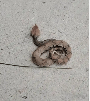 浙江温州有人在山上放生五步蛇<strong></p>
<p>世界原油储量</strong>，此前已有村民被咬！当地村干部回应