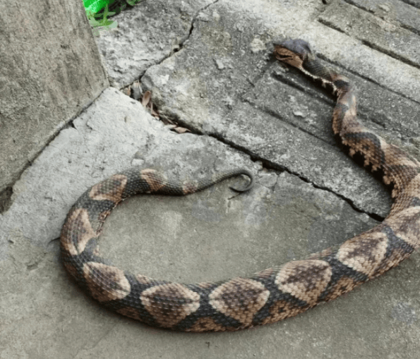 浙江温州有人在山上放生五步蛇<strong></p>
<p>世界原油储量</strong>，此前已有村民被咬！当地村干部回应