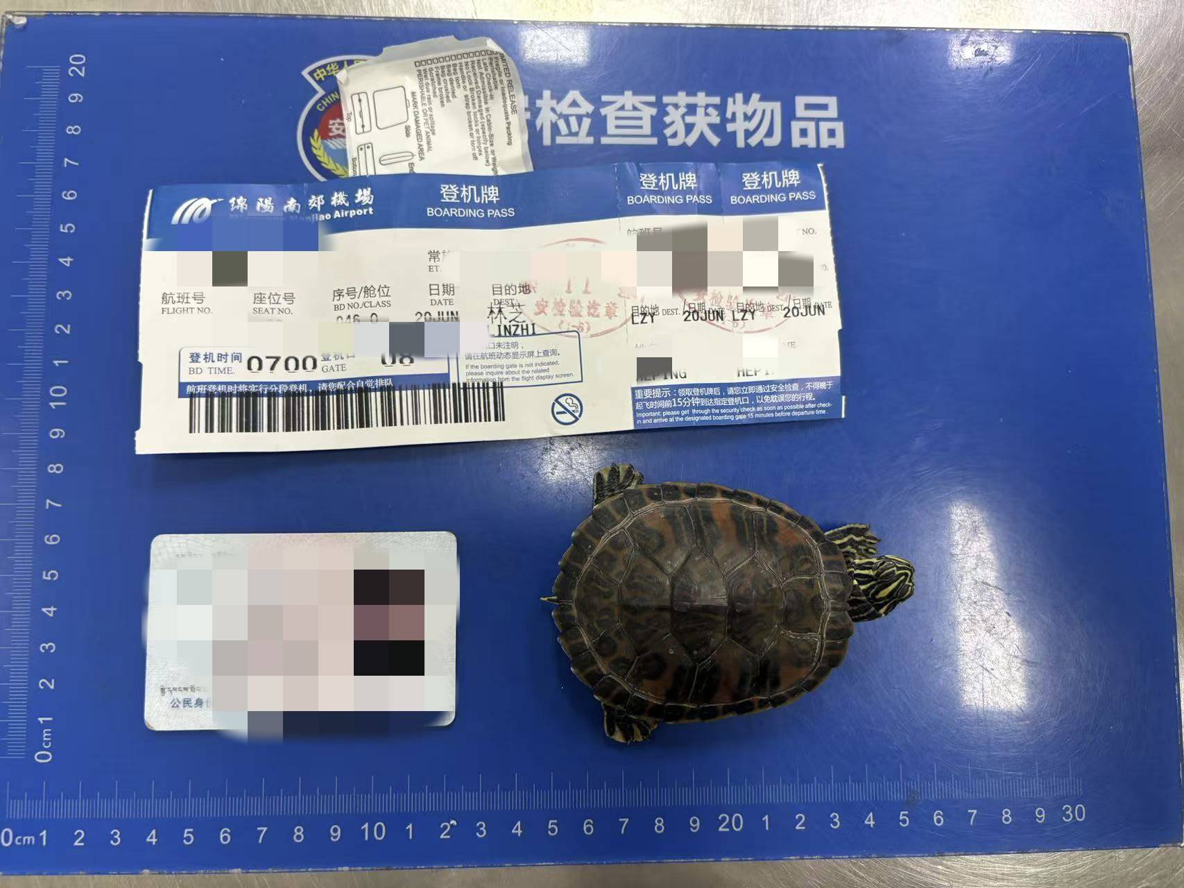 女子将宠物乌龟藏在蝴蝶结盘发内<strong></p>
<p>原油微信</strong>，过安检乘飞机时被查 警方：批评教育