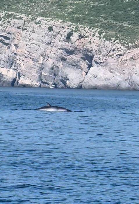 大连一男子海钓发现鲸鱼浮出水面<strong></p>
<p>今天国际原油</strong>，专家：近海出现鲸鱼是正常现象，或是在追逐鱼群