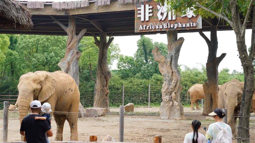 被攻击的母象丹妮未展出，为震慑作用设脉冲电网！记者实探上海野生动物园