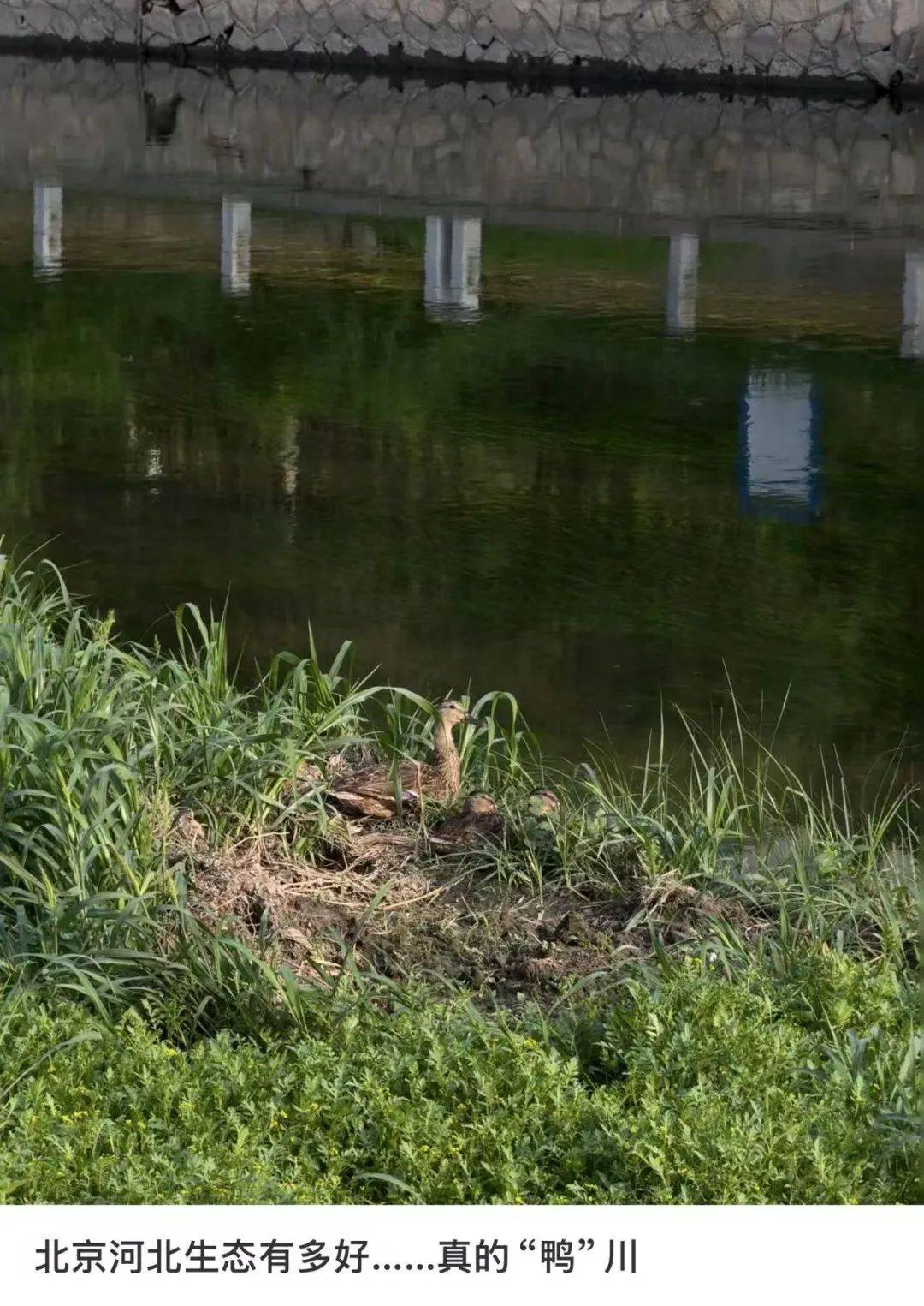 缺水的北京<strong></p>
<p>原油路</strong>，被北漂强行玩成了威尼斯