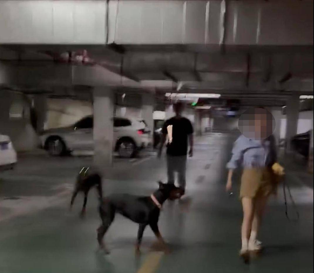 江苏一小区两只杜宾犬没拴绳引激烈争执<strong></p>
<p>原油体</strong>，物业回应