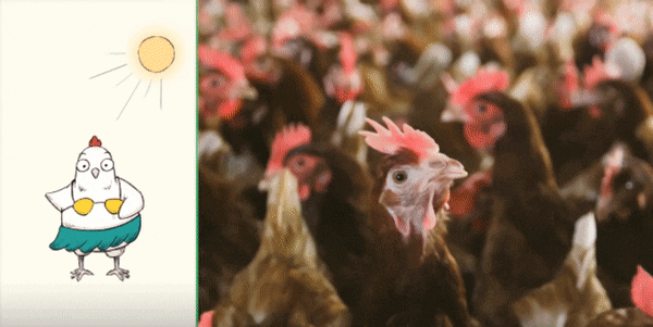 粘着鸡毛鸡屎的土鸡蛋<strong></p>
<p>正规交易原油平台</strong>，要先洗干净再放冰箱吗？