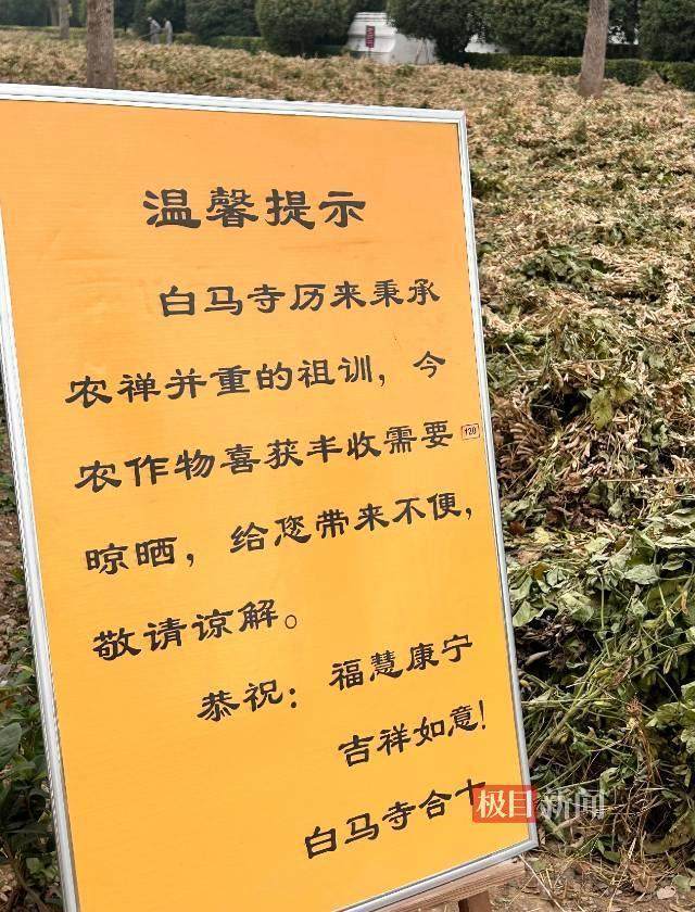 印乐方丈管理下的白马寺：僧人顶着高温种地<strong></p>
<p>中原油田招聘信息</strong>，义工称寺里秉承农禅并重