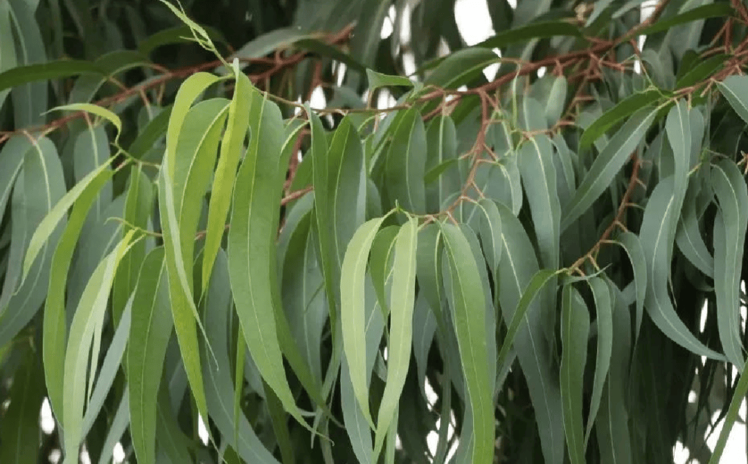 超6000例<strong></p>
<p>中原油田招聘信息</strong>！仍在新增！或发展成慢性病及有后遗症！上海华山医院：这些驱蚊产品没用！