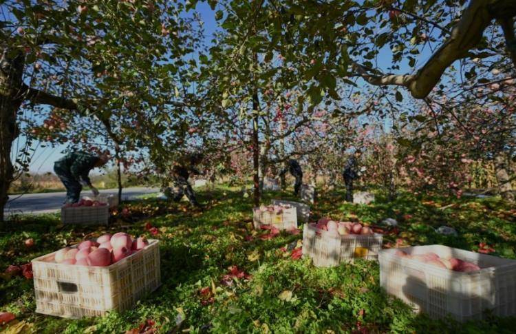 赵露思陷“假助农”风波后<strong></p>
<p>原油实时行情走势</strong>，陕西一村干部回应：确有企业进村收“冰雹果”，价格比正常果低