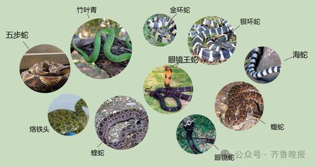 安徽宣城一男子走路玩手机<strong></p>
<p>原油模拟</strong>，一脚踩中打架的竹叶青和五步蛇，被俩毒蛇咬3口！医院：暂无生命危险，正在治疗