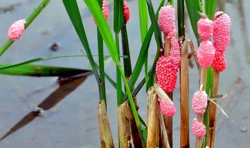 别吃！寄生虫多达6000条！浙江一地大量出现<strong></p>
<p>大宗原油</strong>，看到立刻上报