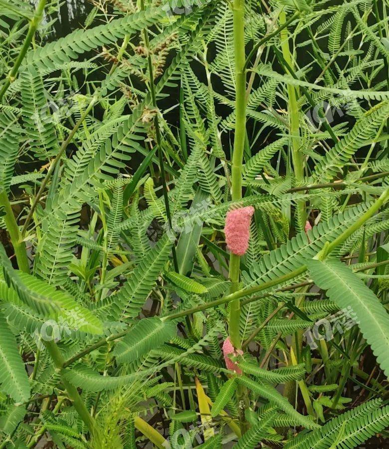 别吃！寄生虫多达6000条！浙江一地大量出现<strong></p>
<p>大宗原油</strong>，看到立刻上报