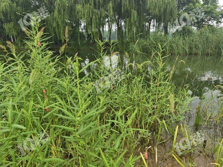 别吃！寄生虫多达6000条！浙江一地大量出现<strong></p>
<p>大宗原油</strong>，看到立刻上报