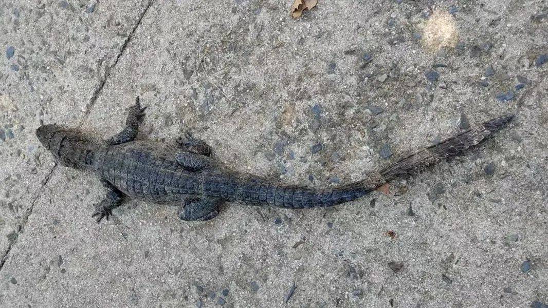 安徽一钓鱼佬钓到一条1米长20斤的“大鱼”<strong></p>
<p>库存原油</strong>，赶紧送到派出所，民警：放生！