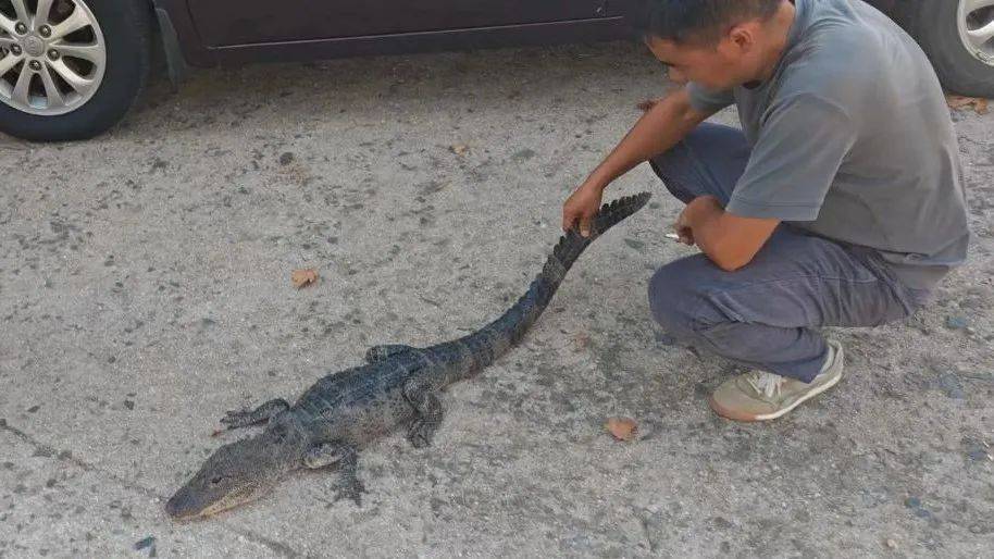 安徽一钓鱼佬钓到一条1米长20斤的“大鱼”<strong></p>
<p>库存原油</strong>，赶紧送到派出所，民警：放生！