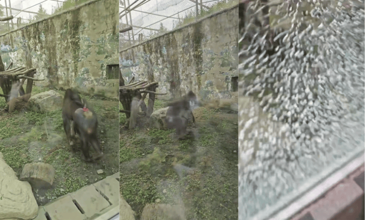 成都动物园山魈“暴走”用石头砸碎馆舍玻璃<strong></p>
<p>伊朗原油产量</strong>，园方：属实，将评估是否移除小石头