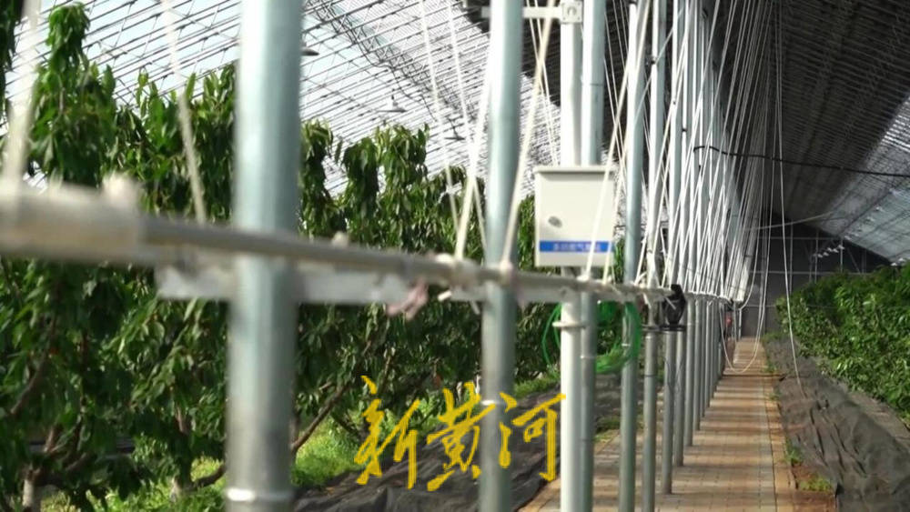 潍坊临朐：30.77 亿元<strong></p>
<p>原油软件下载</strong>！“红玛瑙”大樱桃何以成乡村振兴“甜蜜引擎”