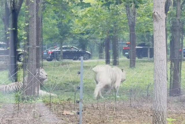 惊险！野生动物园内<strong></p>
<p>原油软件下载</strong>，两车剐蹭，车主下车沟通老虎一旁围观