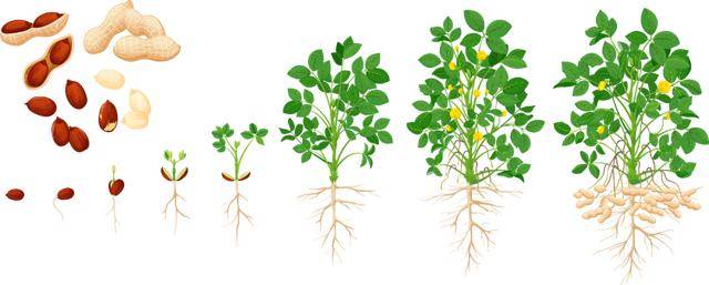 “花生上树”闹剧：AI翻车背后<strong></p>
<p>原油一桶多重</strong>，我们都在弄丢常识？