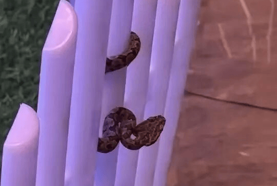 九寨沟一酒店大堂出现蝮蛇<strong></p>
<p>今日原油期货行情</strong>，小孩还摸了蛇头！当地通报：孩子没被咬伤，已全面排查