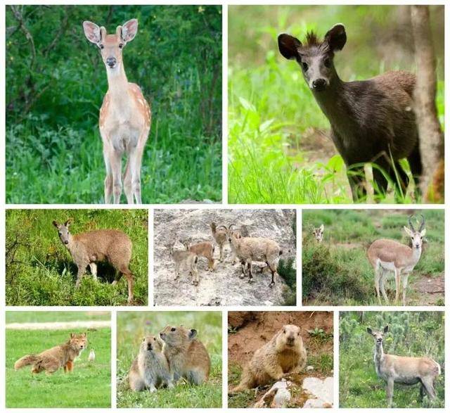 “感谢大家支持我大闹天宫……”蔡国强烟花秀现场感言视频披露<strong></p>
<p>阳春房产资讯网</strong>，又遭质疑！