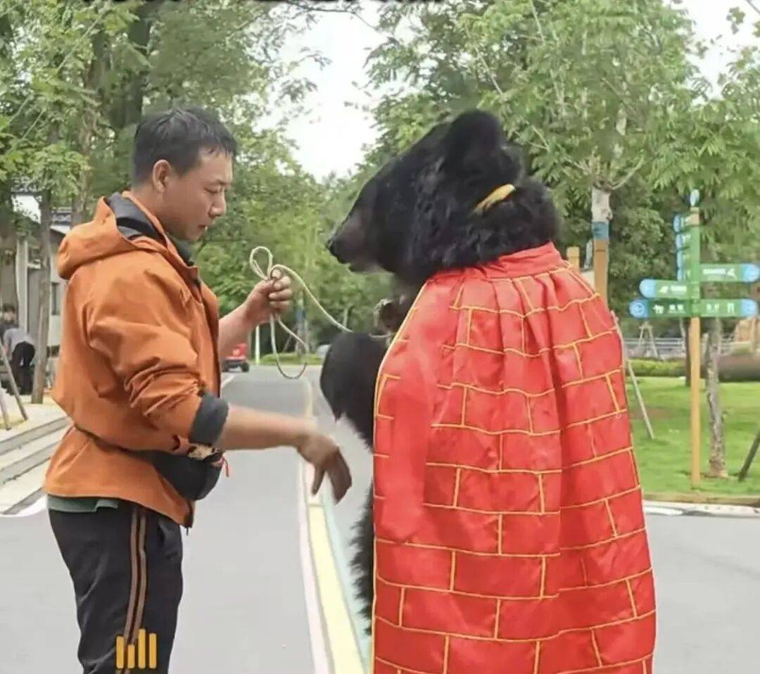 安徽一动物园黑熊披袈裟站立引游客质疑<strong></p>
<p>阳春房产资讯网</strong>，工作人员：是真熊，人工饲养易出现仿人行为